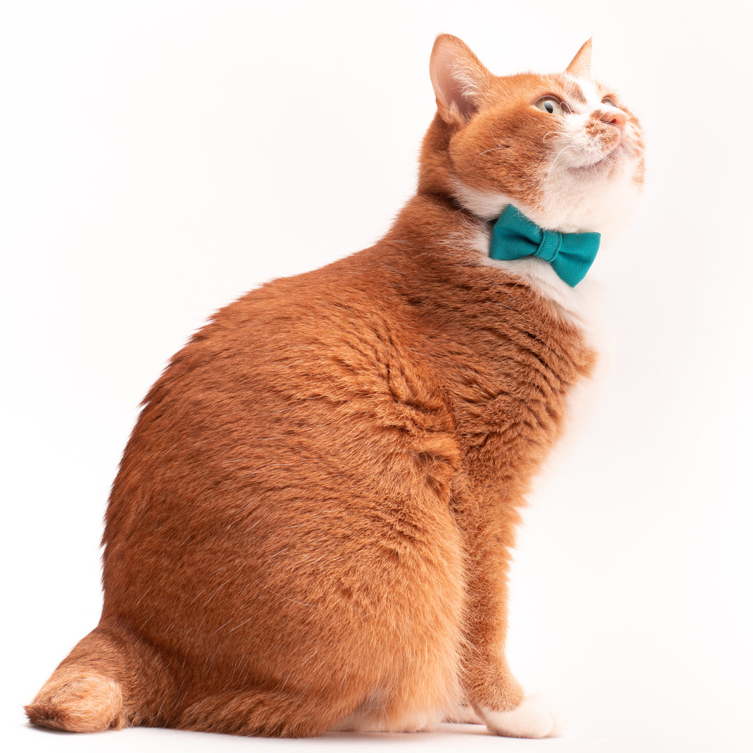 リボン付き猫首輪 MUJIコットンツイル ターコイズ