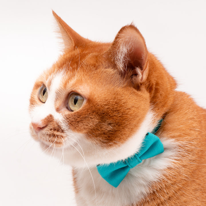 リボン付き猫首輪 MUJIコットンツイル ターコイズ