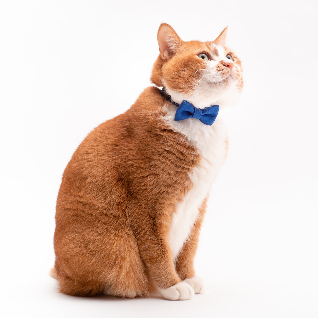 リボン付き猫首輪 MUJIコットンツイル ブルー - ぽぽねこ公式オンラインショップ