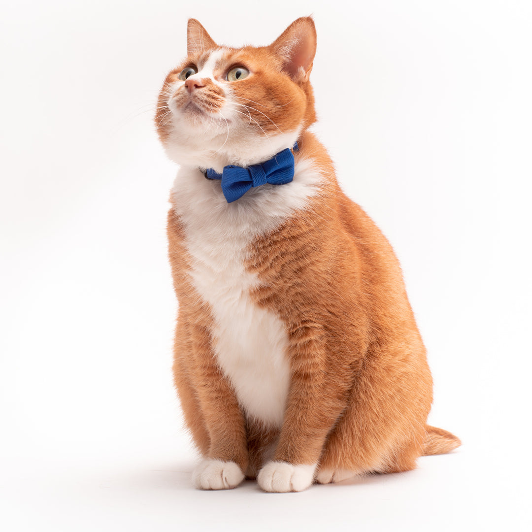 リボン付き猫首輪 MUJIコットンツイル ブルー - ぽぽねこ公式オンラインショップ