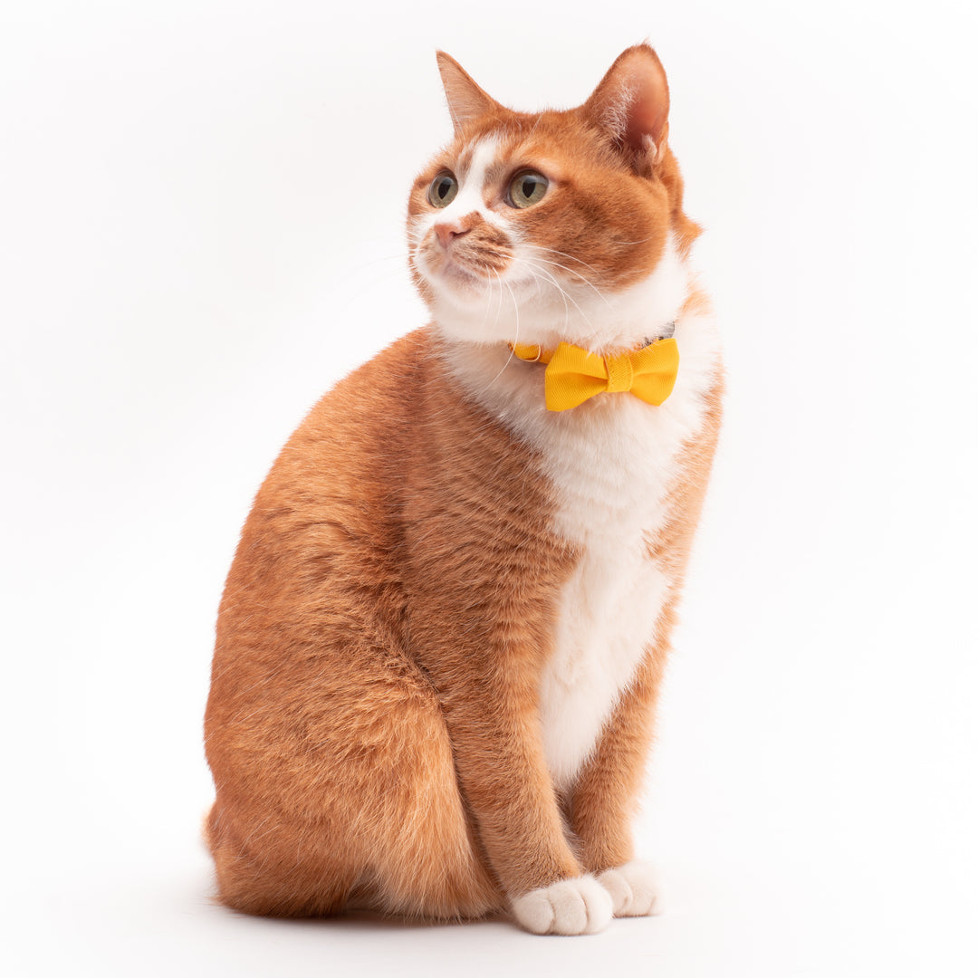 リボン付き猫首輪 MUJIコットンツイル イエロー - ぽぽねこ公式オンラインショップ