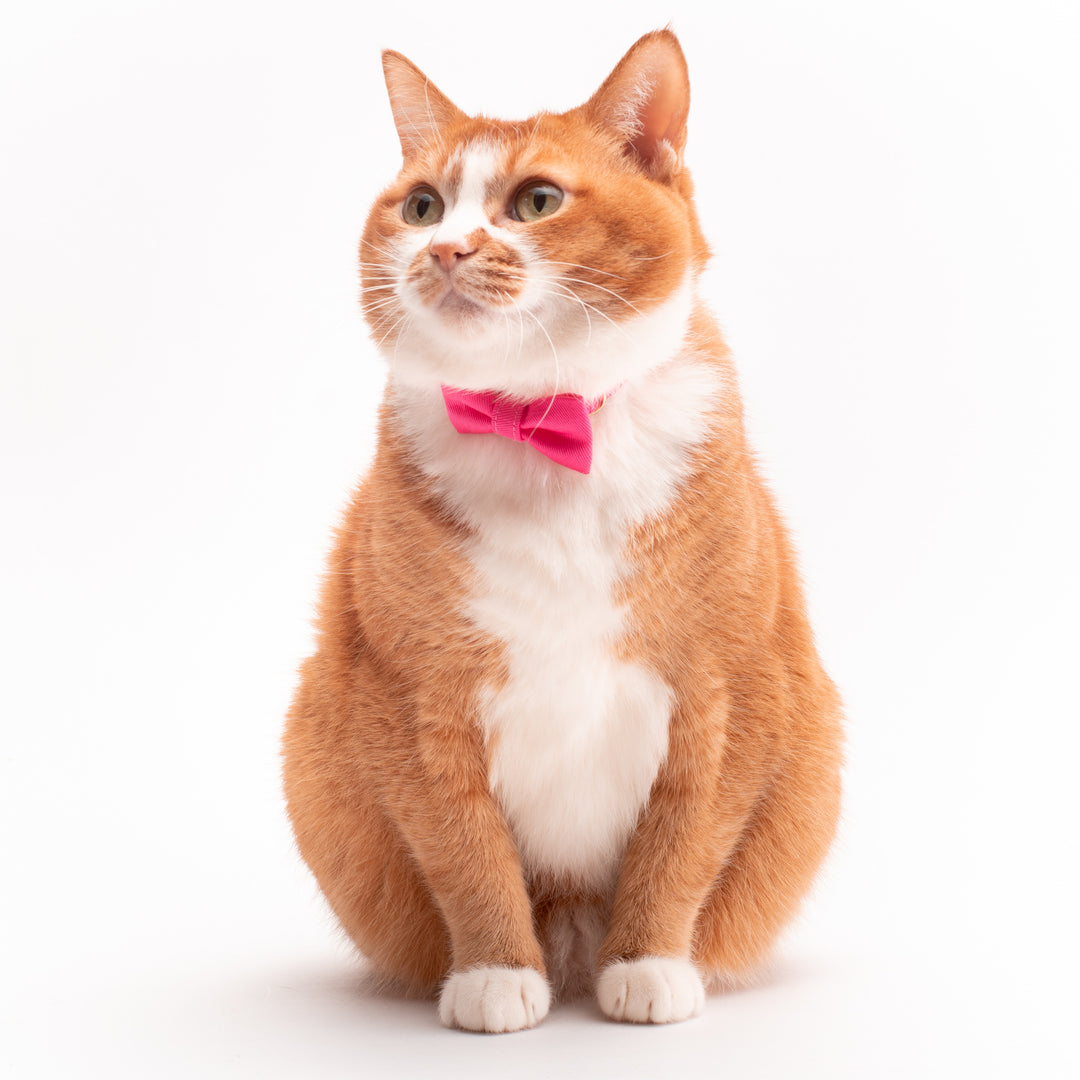 リボン付き猫首輪 MUJIコットンツイル ピンク - ぽぽねこ公式オンラインショップ