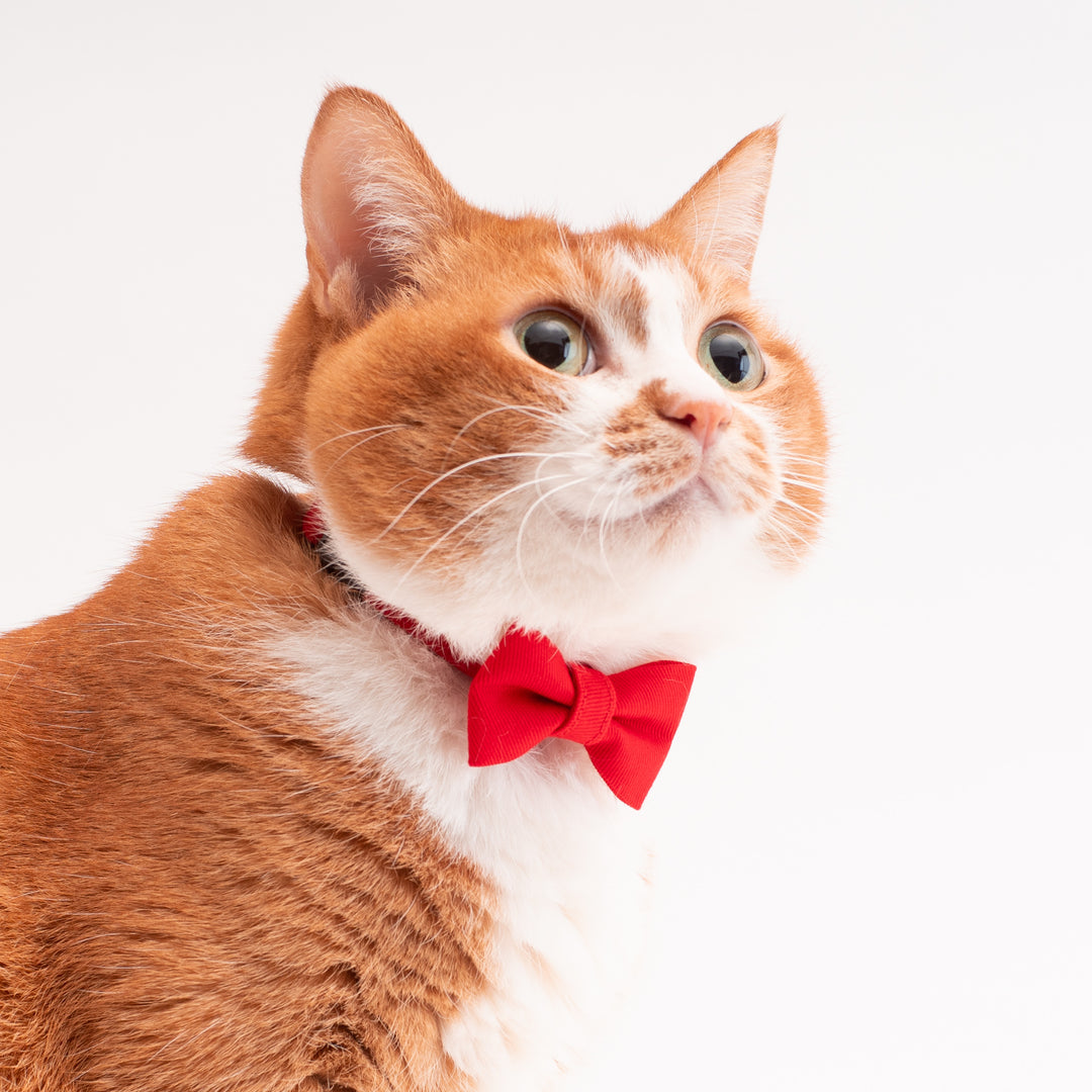 リボン付き猫首輪 MUJIコットンツイル レッド - ぽぽねこ公式オンラインショップ