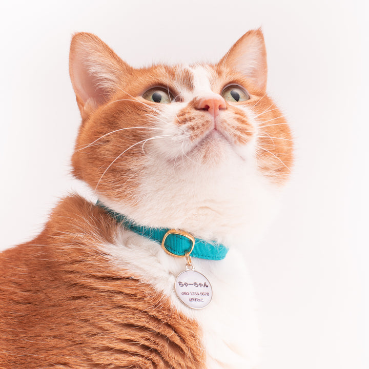 猫首輪 MUJIコットンツイル ターコイズ