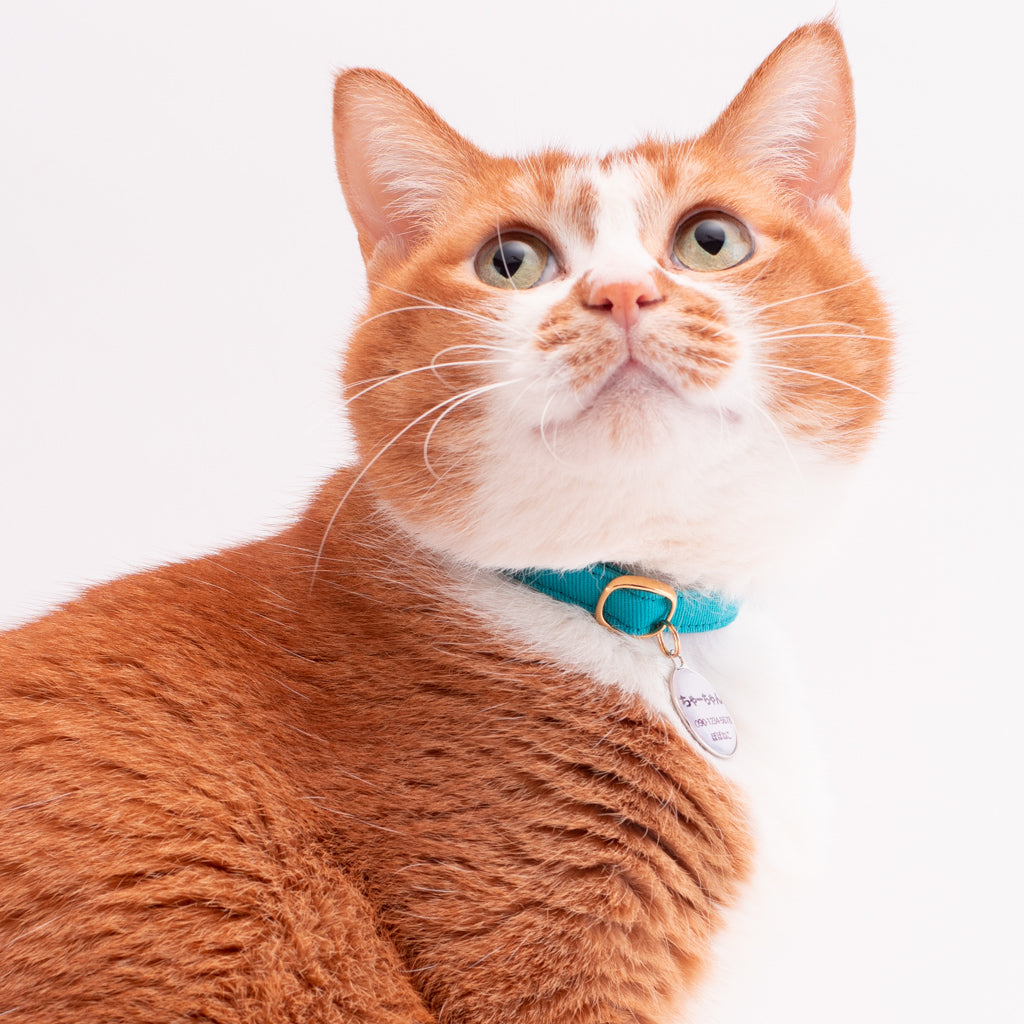 猫首輪 MUJIコットンツイル ターコイズ