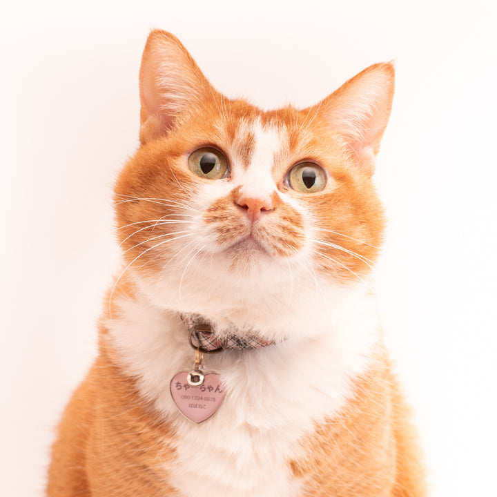 猫首輪 播州織タータンチェック ブラウン