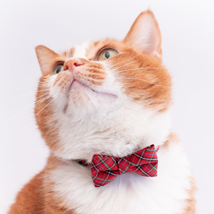 リボン付き猫首輪 播州織タータンチェック レッド