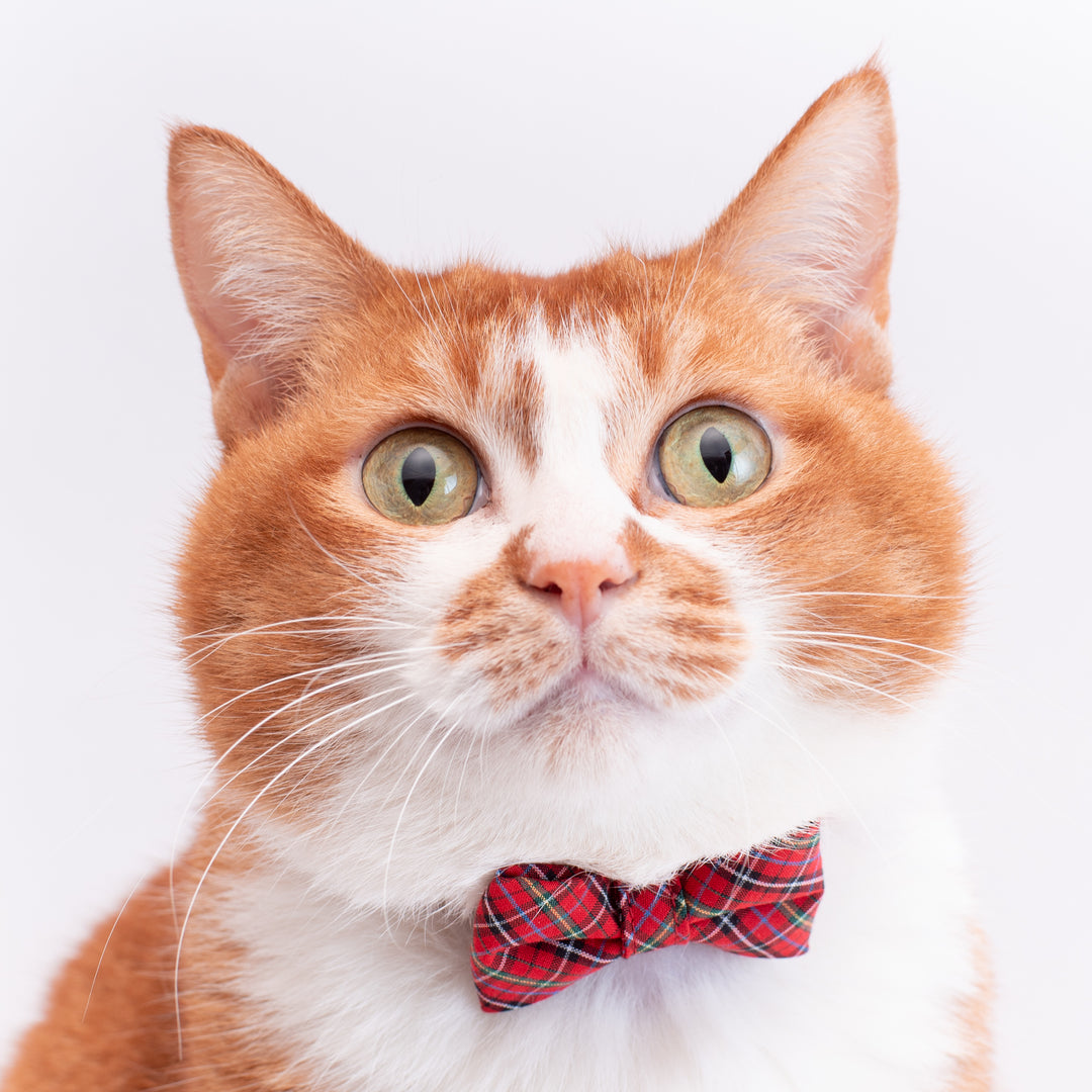 リボン付き猫首輪 播州織タータンチェック レッド