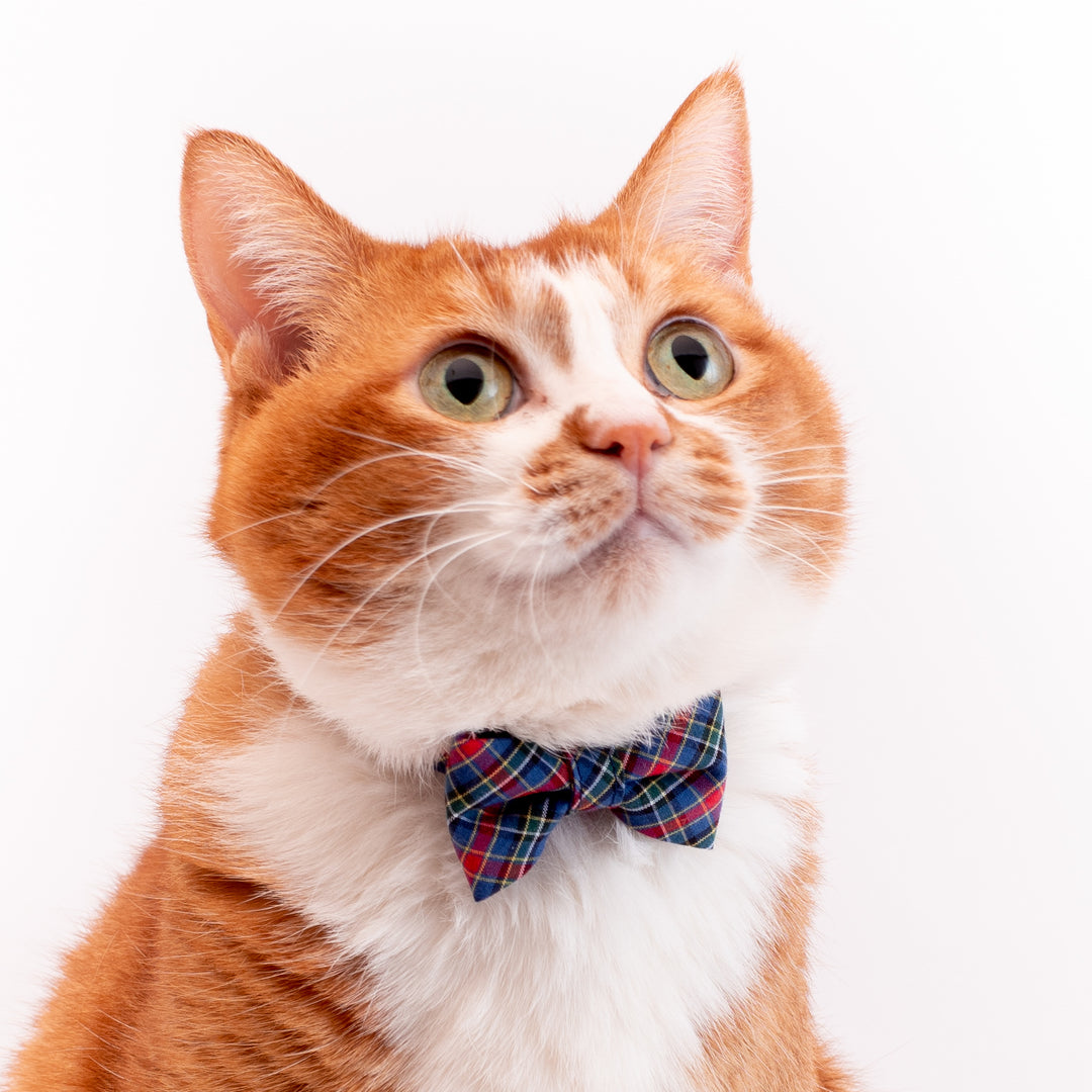 リボン付き猫首輪 播州織タータンチェック ブルー