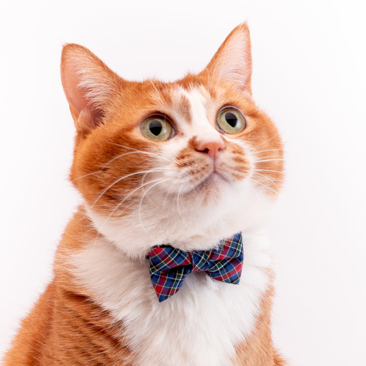 リボン付き猫首輪 播州織タータンチェック ブルー