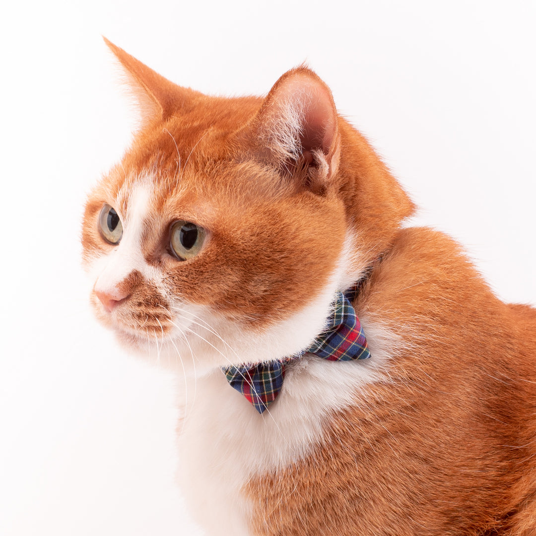 リボン付き猫首輪 播州織タータンチェック ブルー