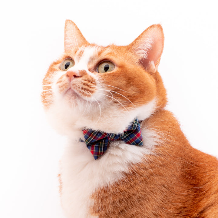 リボン付き猫首輪 播州織タータンチェック ブルー