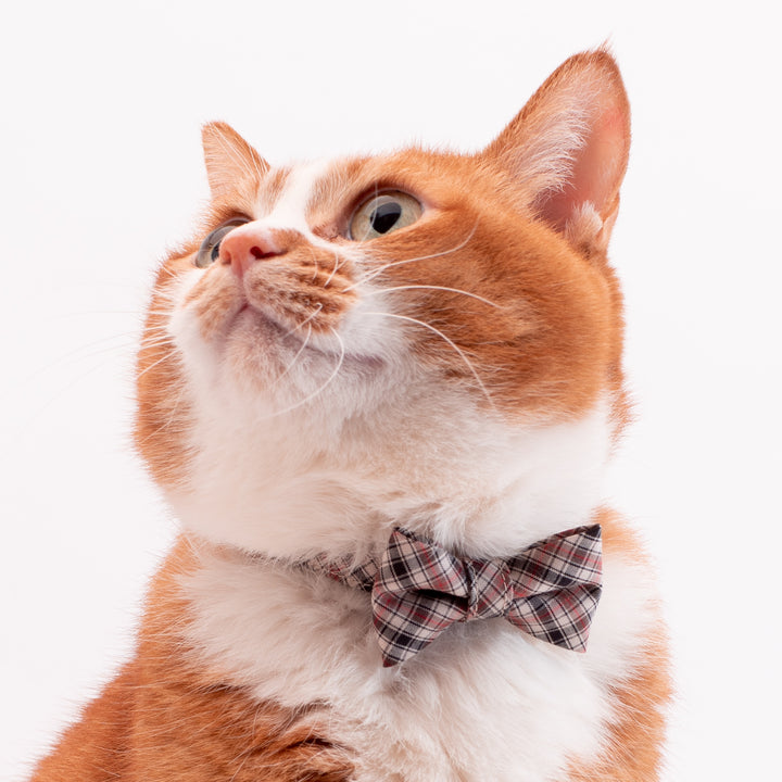 リボン付き猫首輪 播州織タータンチェック ブラウン