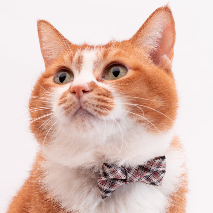 リボン付き猫首輪 播州織タータンチェック ブラウン