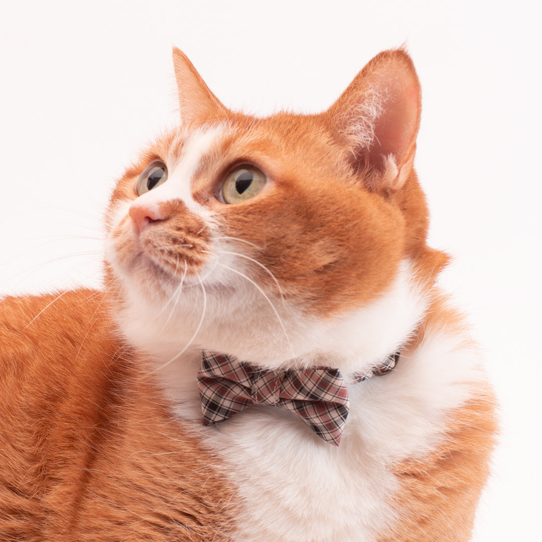 リボン付き猫首輪 播州織タータンチェック ブラウン