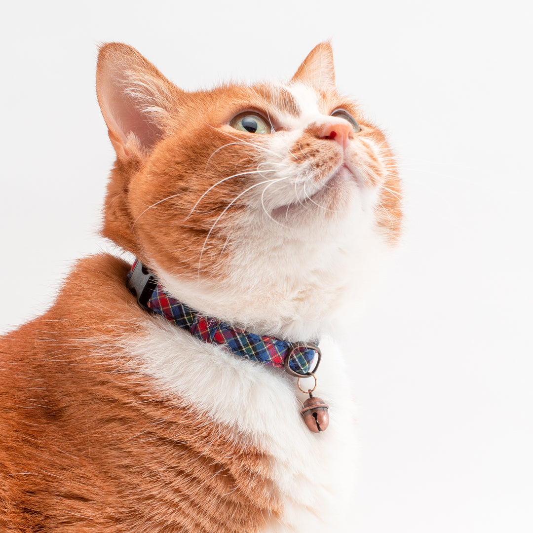 猫首輪 播州織タータンチェック ブルー