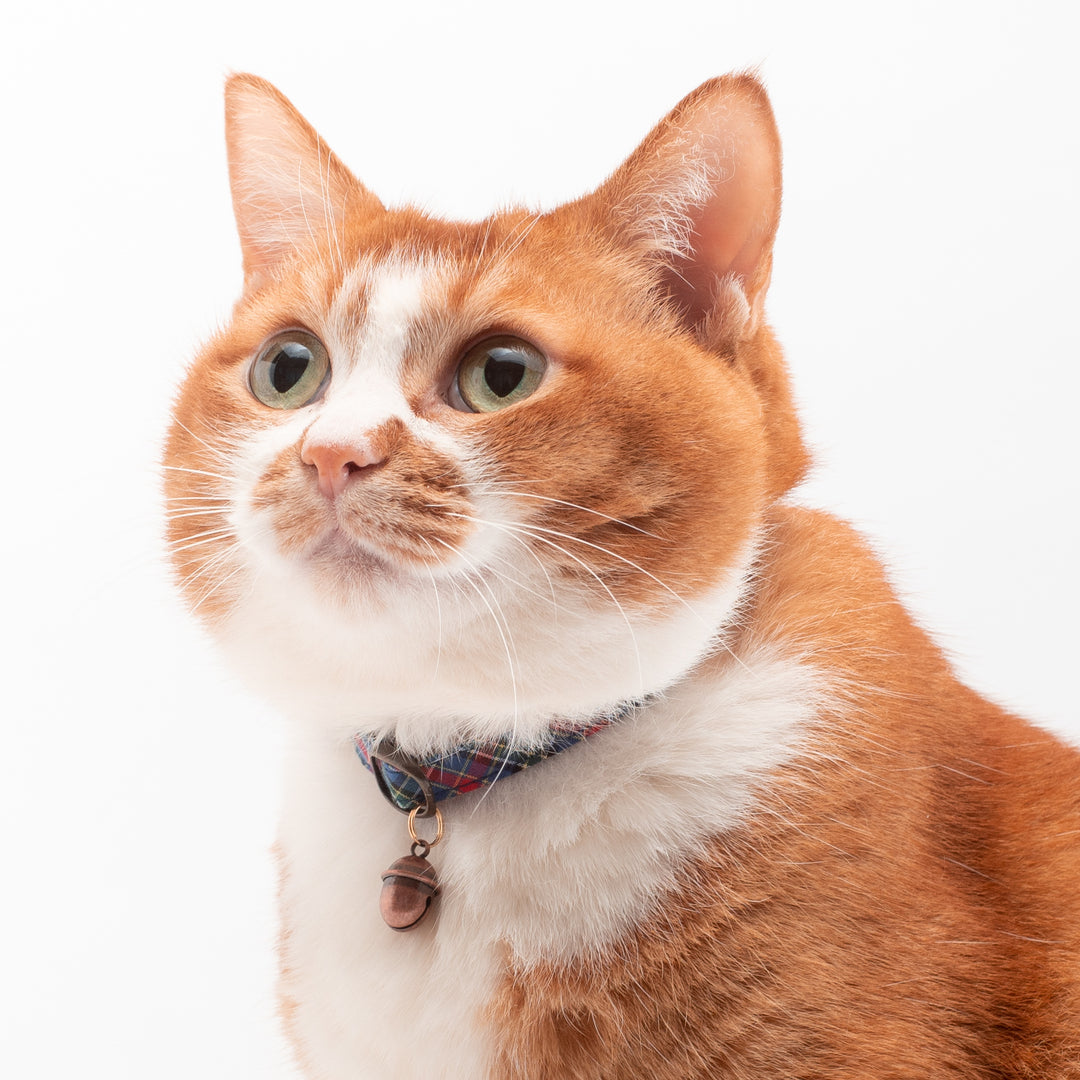 猫首輪 播州織タータンチェック ブルー