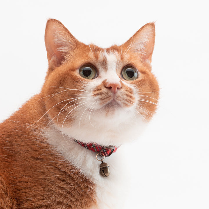 猫首輪 播州織タータンチェック レッド