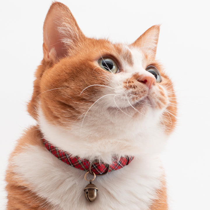 猫首輪 播州織タータンチェック レッド