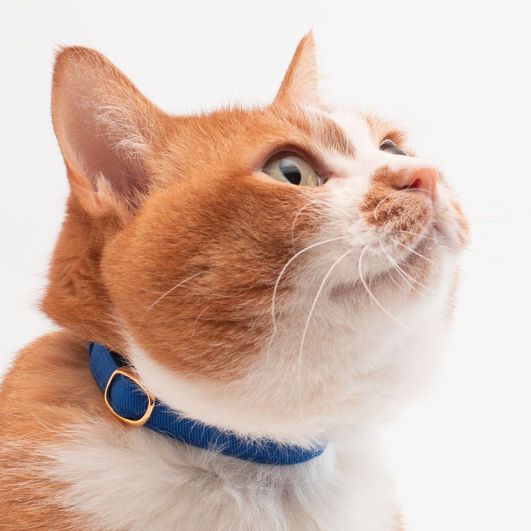 猫首輪 MUJIコットンツイル ブルー - ぽぽねこ公式オンラインショップ