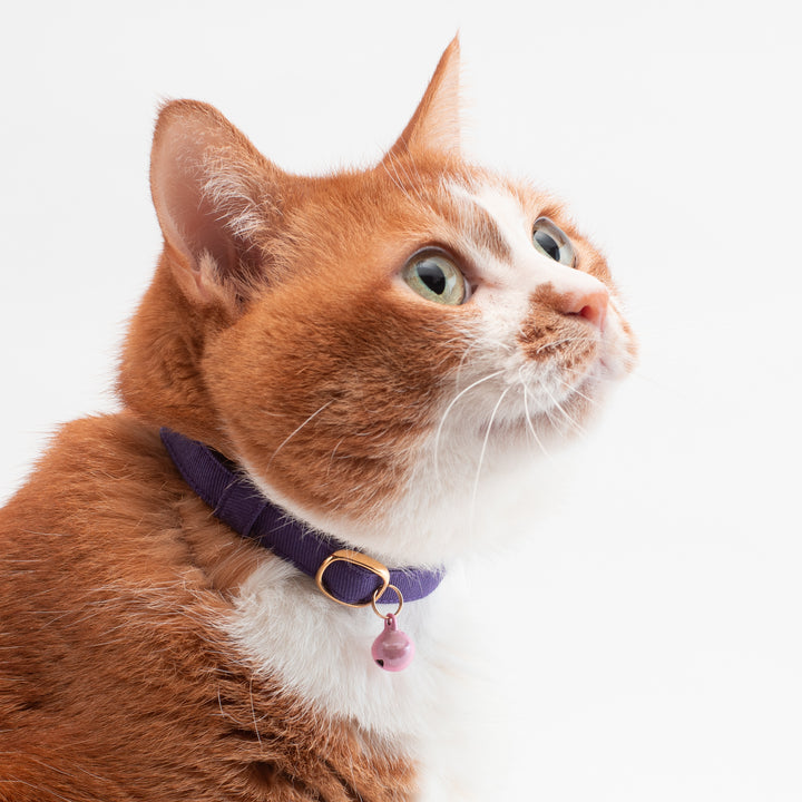 猫首輪 MUJIコットンツイル パープル - ぽぽねこ公式オンラインショップ