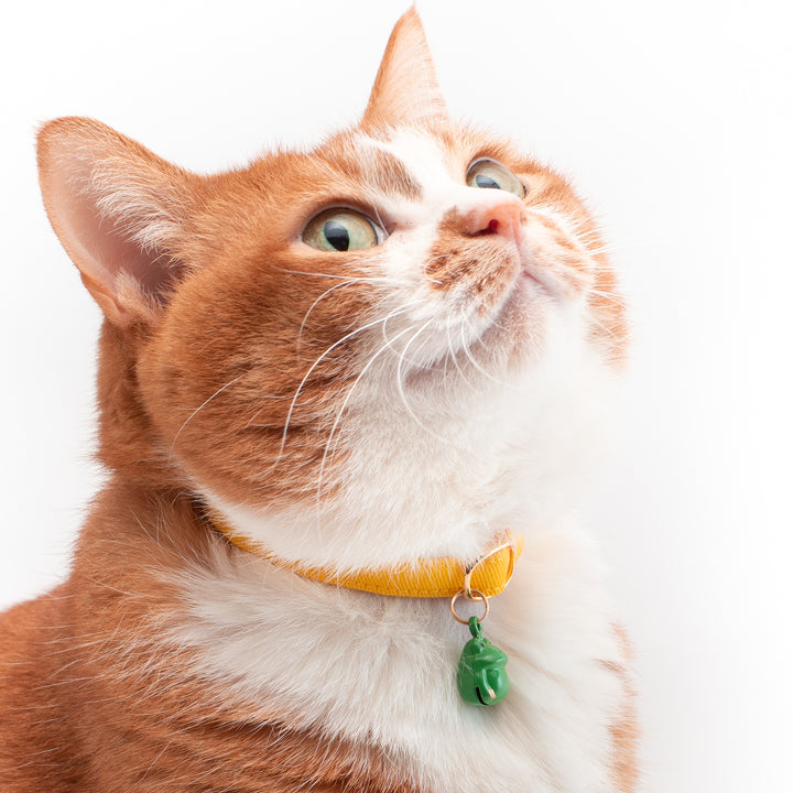 猫首輪 MUJIコットンツイル イエロー - ぽぽねこ公式オンラインショップ