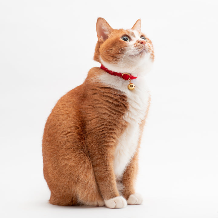 猫首輪 MUJIコットンツイル レッド - ぽぽねこ公式オンラインショップ