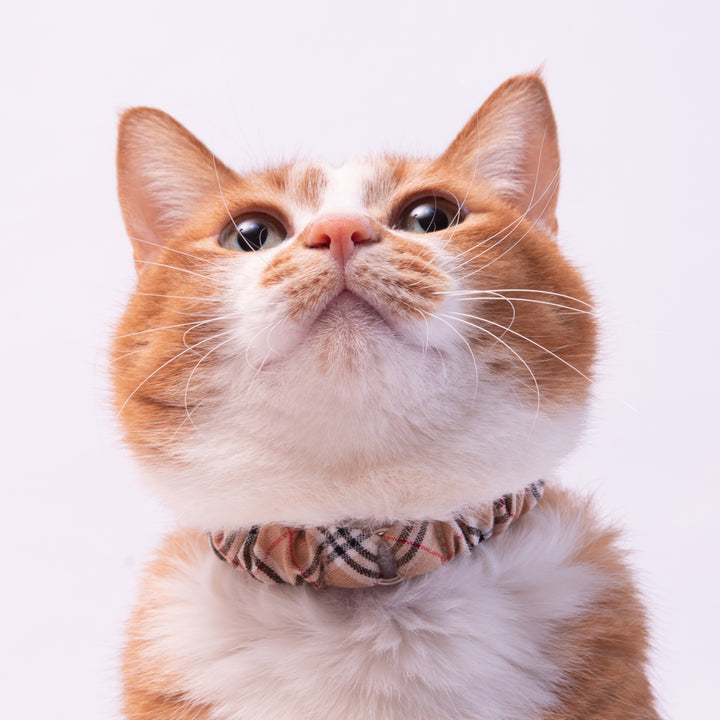 シュシュ猫首輪 タータンチェック ベージュ