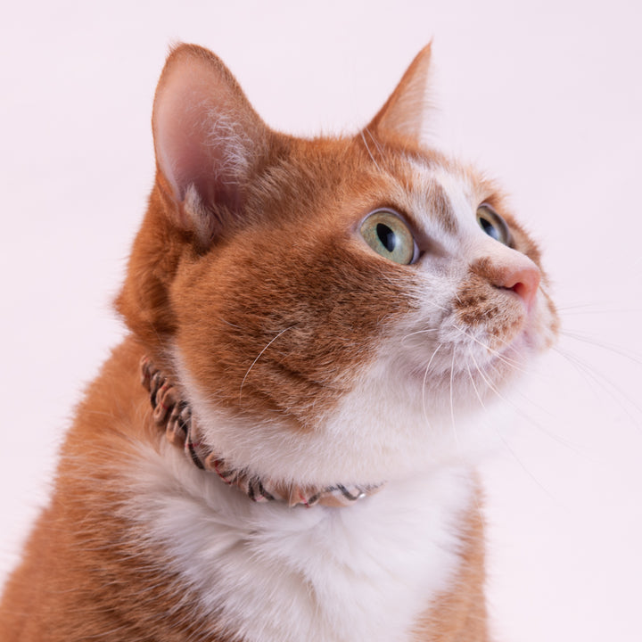シュシュ猫首輪 タータンチェック ベージュ