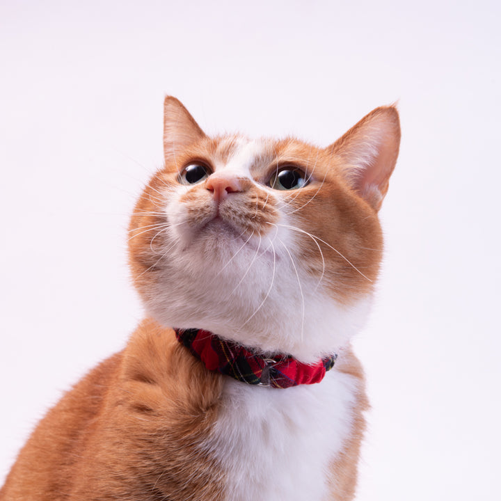 シュシュ猫首輪 タータンチェック レッド