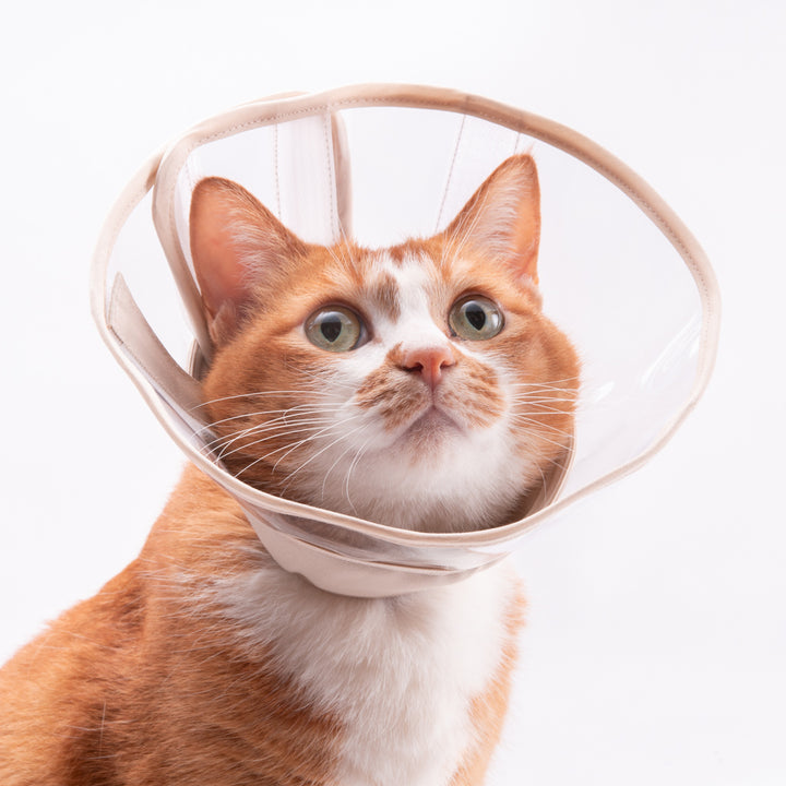 軽くて柔らかい猫用エリザベスカラー 視界良好タイプ