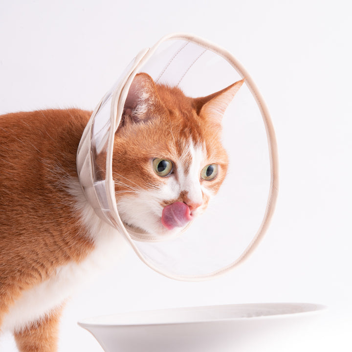 軽くて柔らかい猫用エリザベスカラー 視界良好タイプ