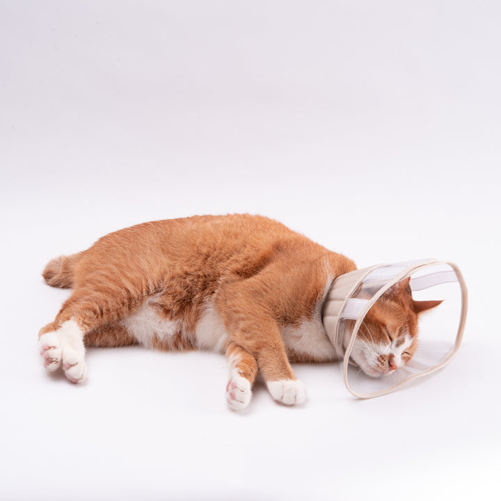 軽くて柔らかい猫用エリザベスカラー 視界良好タイプ