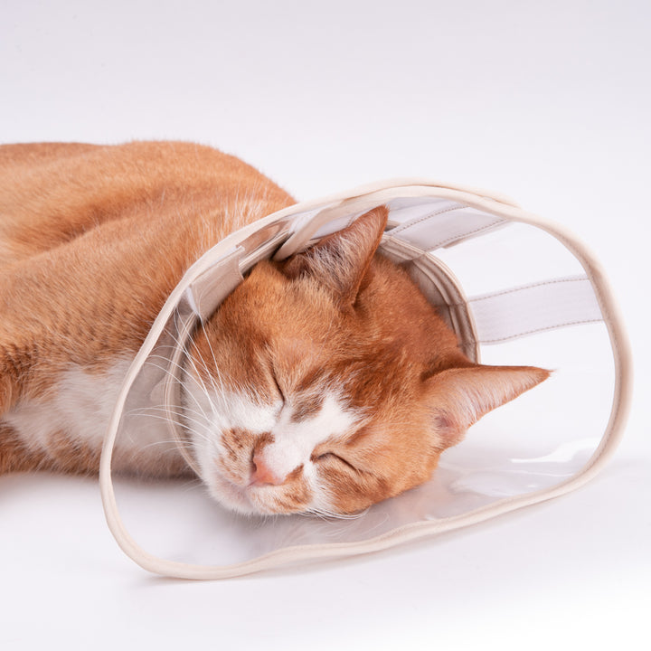 軽くて柔らかい猫用エリザベスカラー 視界良好タイプ