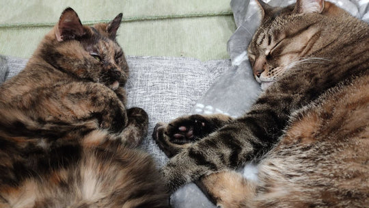 「こんな下僕と出会ってくれてありがとう」 猫がいてくれてよかったと思う瞬間4選