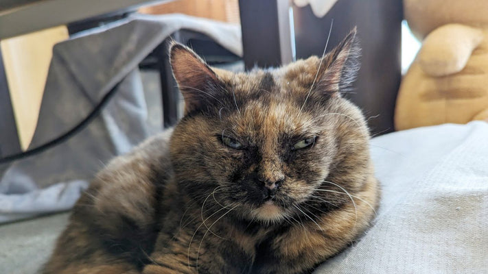 猫飼いあるある？自作の“うちの子ソング”を捧げちゃう問題