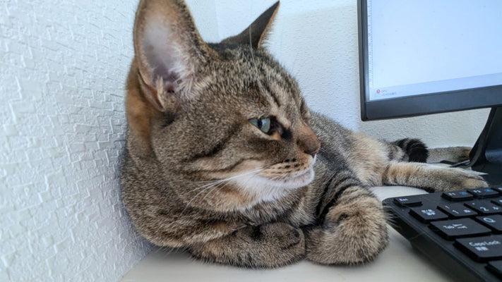 【ChatGPTにも聞いたよ】猫はどうして「かわいい」のか真剣に考えてみた