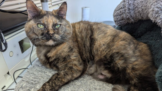 【泣けるんだが】腫瘍の摘出手術を乗り越えた愛猫→退院後に変わった行動5選