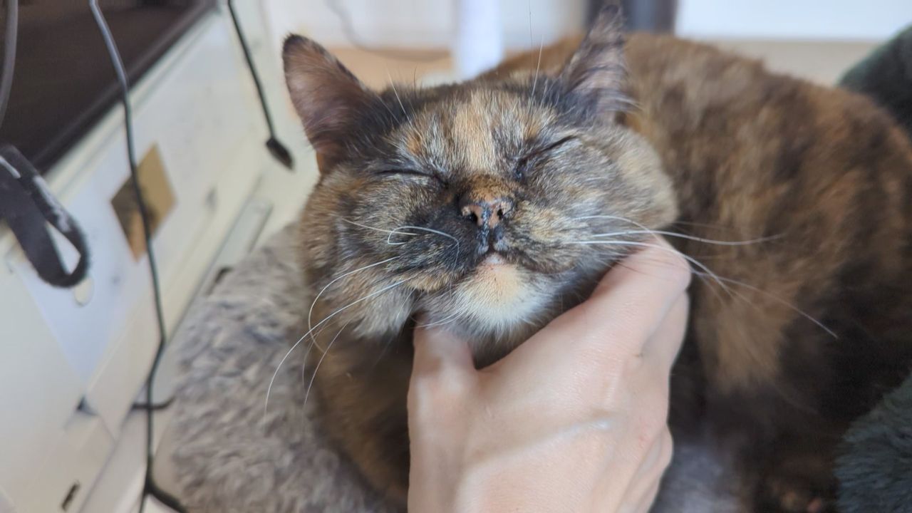 短足だけじゃない！11年間ともに暮らして知った「マンチカン」のかわいさと飼育時の注意ポイント