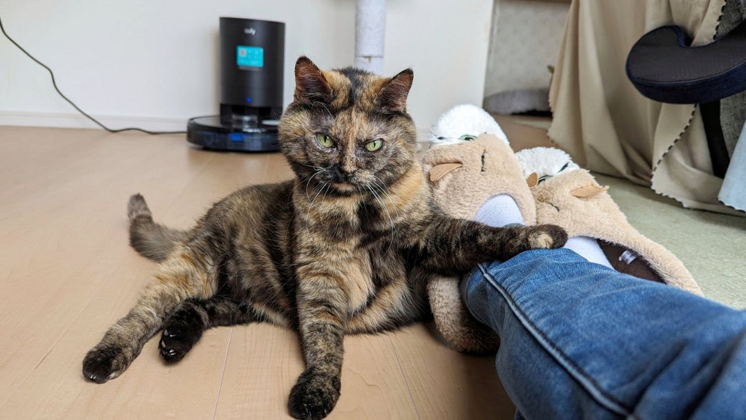 ペットロス後に感じた“愛猫からのメッセージ”――飼い主が体験した不思議な出来事5選