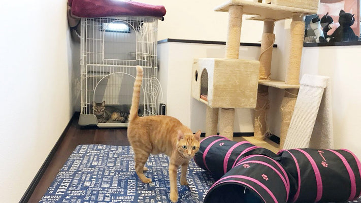 【7年目のリアル】猫も人がいない空間がほしいやろ→注文住宅に「猫部屋」を作った結果