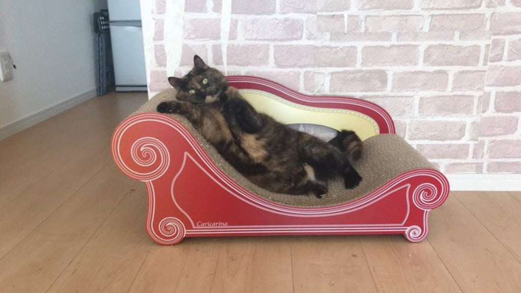 よわよわの戦いも開幕！「付箋」に挑んで「バスマット」を運ぶ愛猫ジジの日常