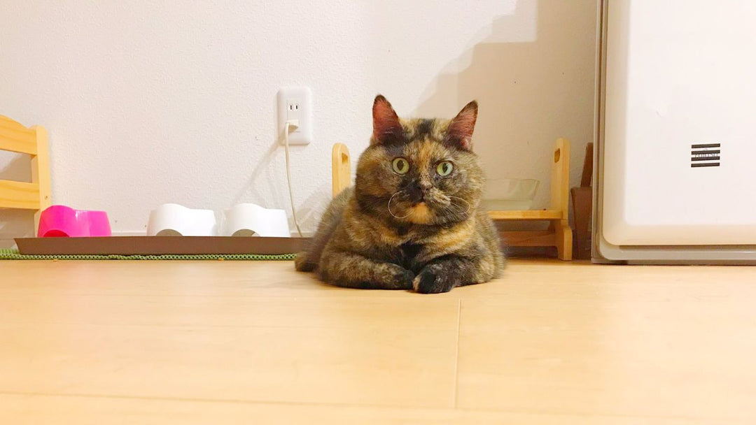 埋まらない猫型の穴……愛猫を亡くした飼い主　1年後のお盆に決めた「ジジと再会する方法」