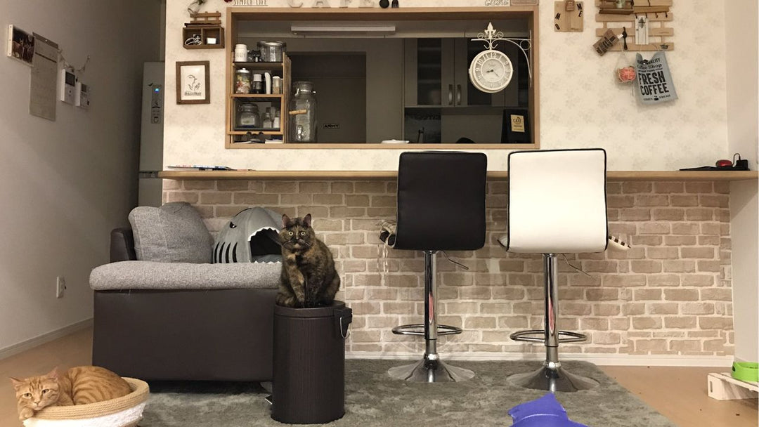 ひとりでも”ひとりぼっち”じゃないと感じた――猫が家にいることで変わった”孤独の捉え方”