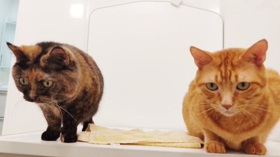 「今日も何してんだ？」の冷めた視線が… 浴室に入ってきた愛猫にやっちゃう”濃密スキンシップ”