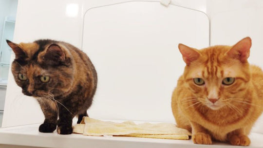 「今日も何してんだ？」の冷めた視線が… 浴室に入ってきた愛猫にやっちゃう”濃密スキンシップ”
