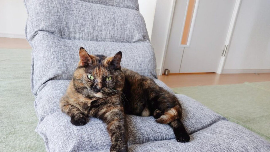 愛猫が心臓病に…　突然判明した「肥大型心筋症」との向き合い方