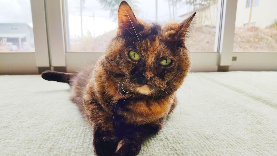 【ペットロス体験談】乗り越えたと思っていた愛猫の死――骨壺を開けて知った“まだここにある想い”