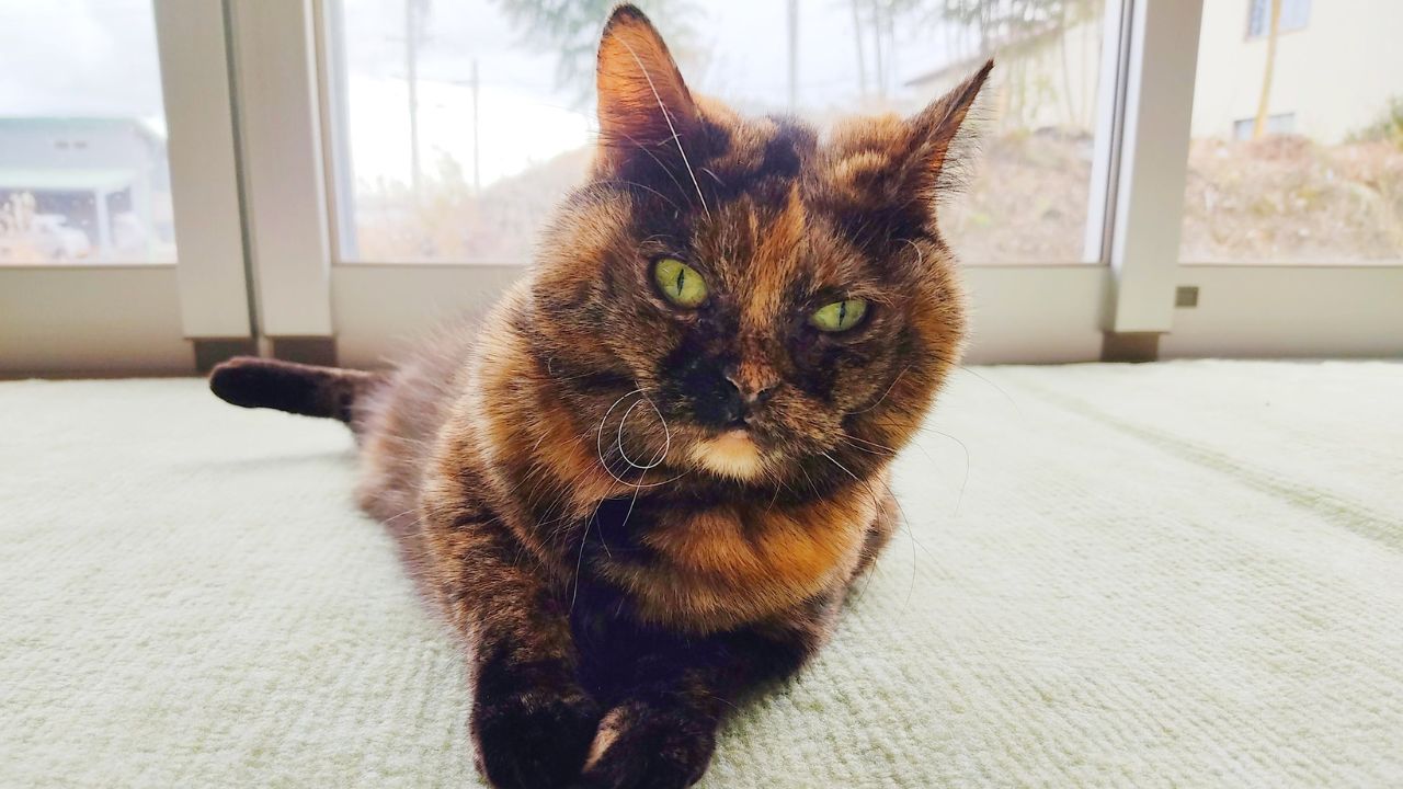 【ペットロス体験談】乗り越えたと思っていた愛猫の死――骨壺を開けて知った“まだここにある想い”