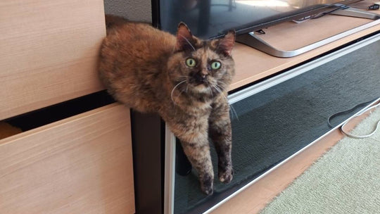 キミも立派な猫好きだね！猫飼い初心者の夫が撮影する「愛猫写真」が初々しい